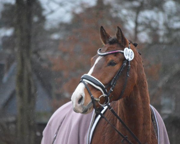 dressage horse SLK Cassino (German Riding Pony, 2010, from Top Champy)