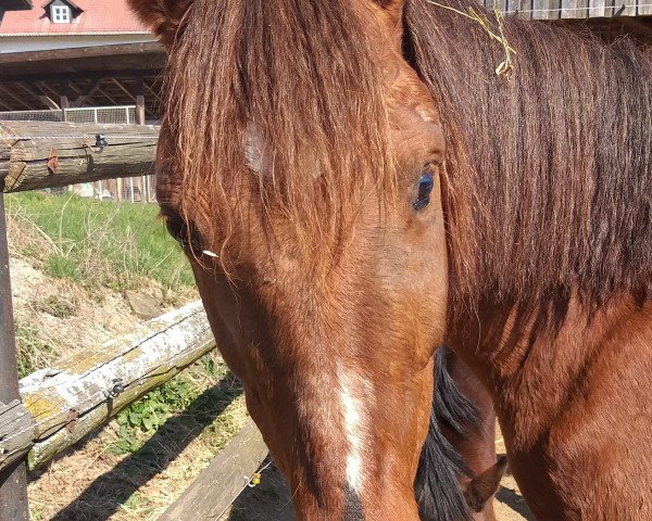 broodmare Maja (German Riding Pony, 2007, from Marsvogel xx)