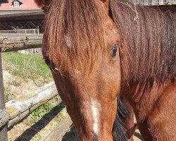 broodmare Maja (German Riding Pony, 2007, from Marsvogel xx)