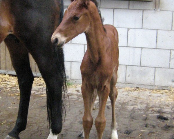 horse L'Amour de BeBe (Württemberger, 2010, from Lavaletto)