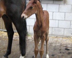 horse L'Amour de BeBe (Württemberger, 2010, from Lavaletto)