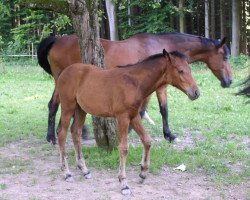 Pferd Lancina (Württemberger, 2005, von Lancino de L)