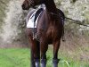 Dressurpferd Enya (Hessisches Warmblut, 2005, von Epernay)