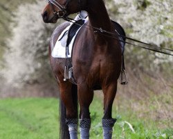 dressage horse Enya (Hessian Warmblood, 2005, from Epernay)