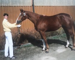 broodmare Charme (Württemberger, 1995, from Chaplin)