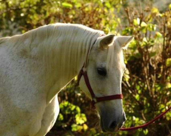 horse Nadja (Shagya Arabian, 1978)