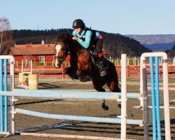 jumper Orchid's Jasper (New Forest Pony, 2001, from Orchid's Cestanii)