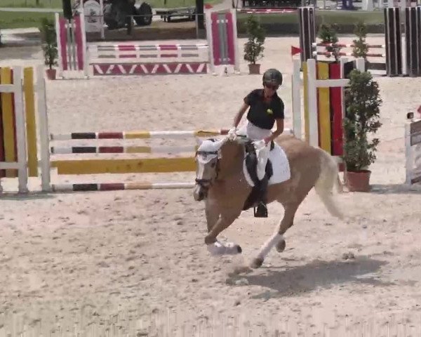 Reitturnier Ingolstadt-Hagau 2015
