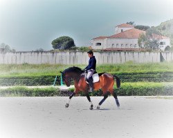 horse Imperador (Lusitano, 2013, from Qavalheiro)