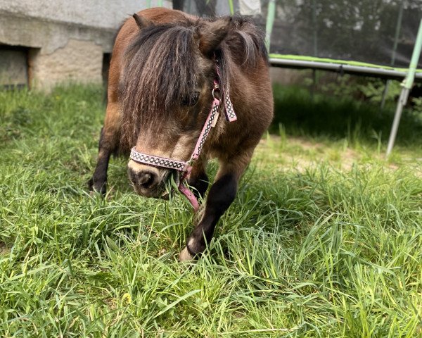 horse Nora v.d. Westerbrink (Shetland Pony, 1998, from Parlington Angus)