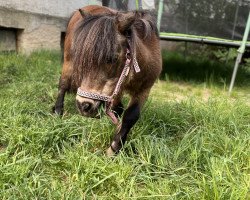 Pferd Nora v.d. Westerbrink (Shetland Pony, 1998, von Parlington Angus)