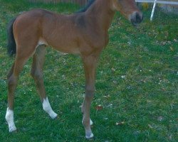 dressage horse Careless R (Oldenburg, 2020, from For Gold OLD)