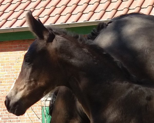 dressage horse Royal Surprise R (Oldenburg, 2020, from For Gold OLD)