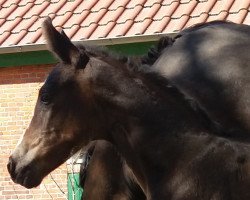 dressage horse Royal Surprise R (Oldenburger, 2020, from For Gold OLD)