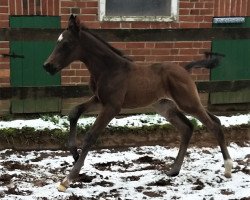 horse For Glamour (Oldenburger, 2020, from For Gold OLD)