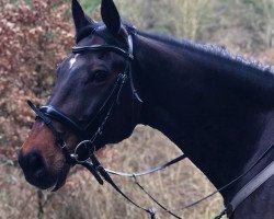 jumper Colombo 75 (German Sport Horse, 2008, from Cottbus)