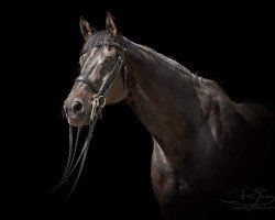 dressage horse Beluga 15 (Hanoverian, 2002, from Harmony's Baroncelli)