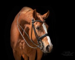 broodmare Fairytale 62 (Oldenburg, 2010, from Fürst Romancier)