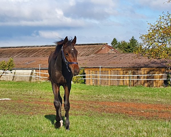 broodmare Frühlingstanz (Westphalian, 2019, from Fidertanz)