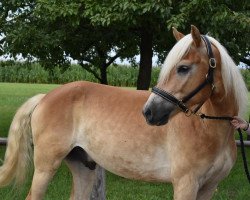 Pferd Walzerklang (Haflinger, 2014, von Walzertraum)