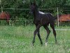 dressage horse Feel the Difference 2 (Oldenburg, 2011, from Fitz Roy)