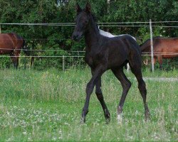 dressage horse Feel the Difference 2 (Oldenburg, 2011, from Fitz Roy)