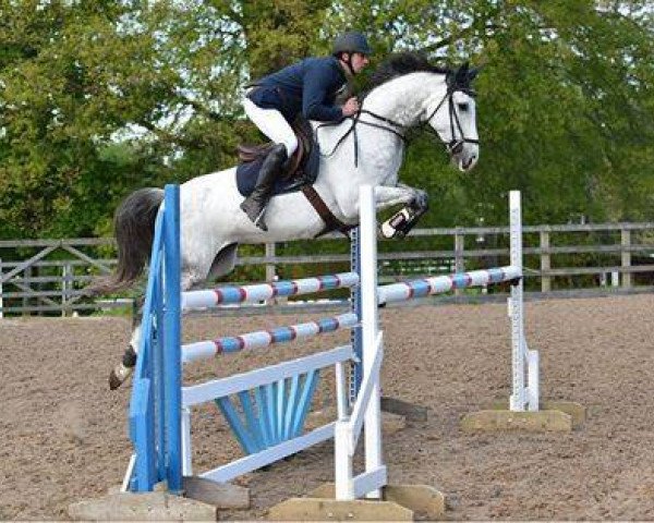 broodmare Chanella (German Warmblood, 2009, from Cassini Boy Junior)