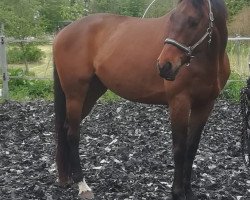 horse Arnie (Trakehner, 2011, from Karamell)