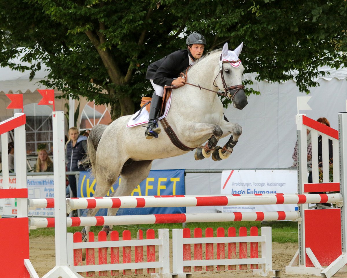 Dressurpferd Carlotta Lou B (Westfale, 2010, von Congress)