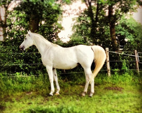 horse Sahar ibn Sharoon (Arabian thoroughbred, 1992, from Sharoon ox)