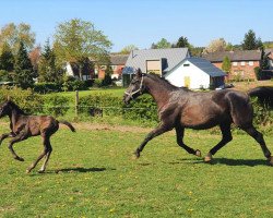 broodmare Safari (Hanoverian, 2004, from Stakkato)