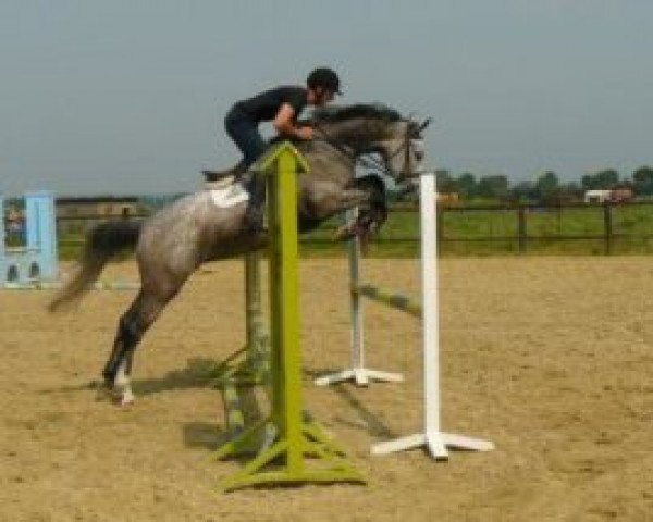 broodmare Violetty (KWPN (Royal Dutch Sporthorse), 2002, from Casco 4)