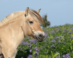 broodmare Ilke (Fjord Horse, 2001, from Kostja)