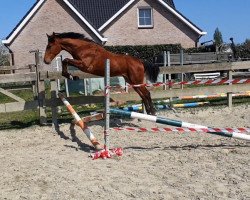 jumper Charlatan (German Warmblood, 2019, from Chancenreich)