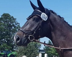 dressage horse Skarabäus Sid (Westphalian, 2013, from Show Star)