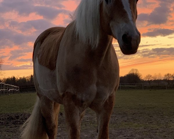 horse Antonia (Haflinger, 2006)