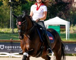 dressage horse Saint Tropez OLD (Oldenburg, 2003, from Sandro Hit)