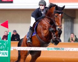 jumper Cupido T (Belgian Warmblood, 2002, from Heureka de la Loge)