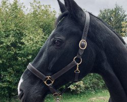 dressage horse San Antonio (Hanoverian, 2002, from Sandro Hit)