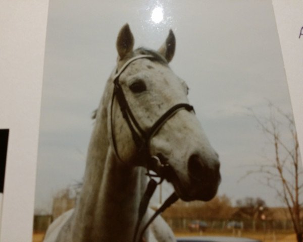 Pferd Balduin (Bayer, 1987, von Bueno xx)