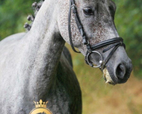 dressage horse Sky's Melody (German Riding Pony, 2010, from Bariton)