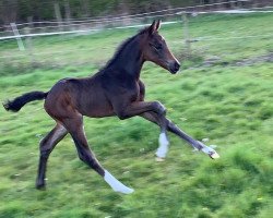 dressage horse Pewri PK (KWPN (Royal Dutch Sporthorse), 2020, from Foundation 2)