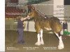 stallion Landmark's Ozark Winner (Clydesdale, 2005, from Hillmoor Landmark)