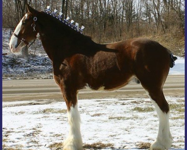 Pferd Lamb Knoll Tristan's Patriot Dream (Clydesdale, 2013, von Egalacres Magic's Tristan)