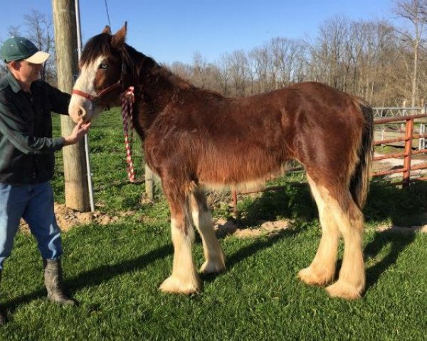 horse Lamb Knoll Jeremiah's G.G. (Clydesdale, 2017, from Clydesdale Creek's Jeremiah)