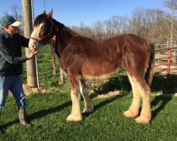 Pferd Lamb Knoll Jeremiah's G.G. (Clydesdale, 2017, von Clydesdale Creek's Jeremiah)