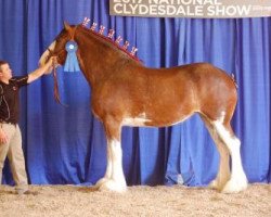 Pferd Lakebottom Reign (Clydesdale, 2013, von Donegal Deluxe Rocket)