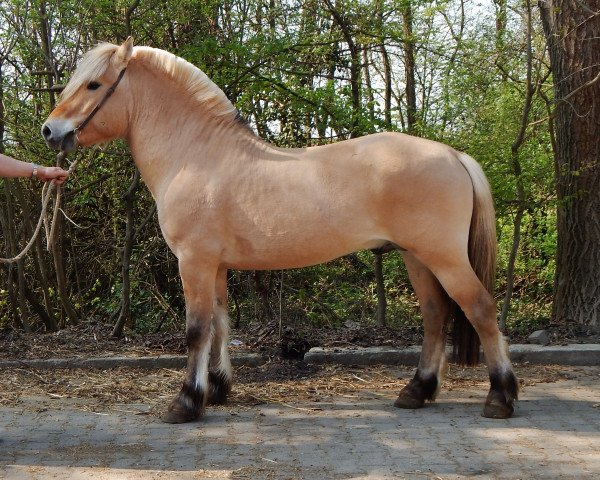 Pferd Dexter d'Ober (Fjordpferd, 2013, von Irmo)