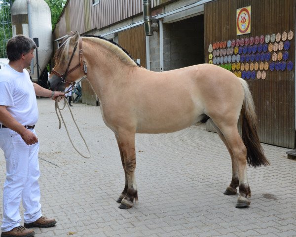 Pferd Capitaine d'Ober (Fjordpferd, 2012, von Merlin)