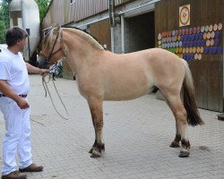 Pferd Capitaine d'Ober (Fjordpferd, 2012, von Merlin)